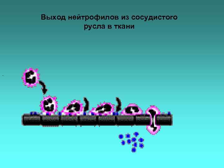 Выход нейтрофилов из сосудистого русла в ткани - 
