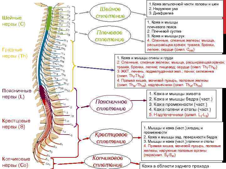 Шейные нервы (С) Шейное сплетение Плечевое сплетение Грудные нервы (Th) Поясничные нервы (L) 1.