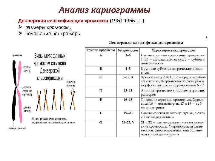Анализ кариограммы Денверская классификация хромосом (1960 -1966 г. г. ) Ø размеры хромосом, Ø