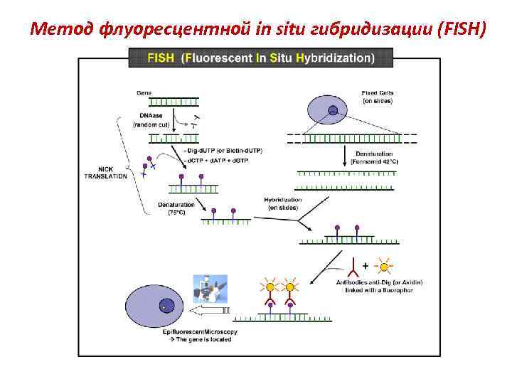 Метод флуоресцентной in situ гибридизации (FISH) 