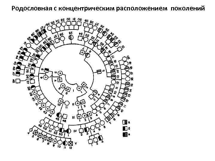 Родословная с концентрическим расположением поколений 