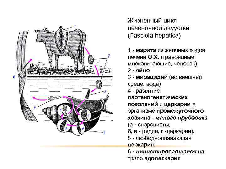 Жизненный цикл печеночной двуустки егэ схема