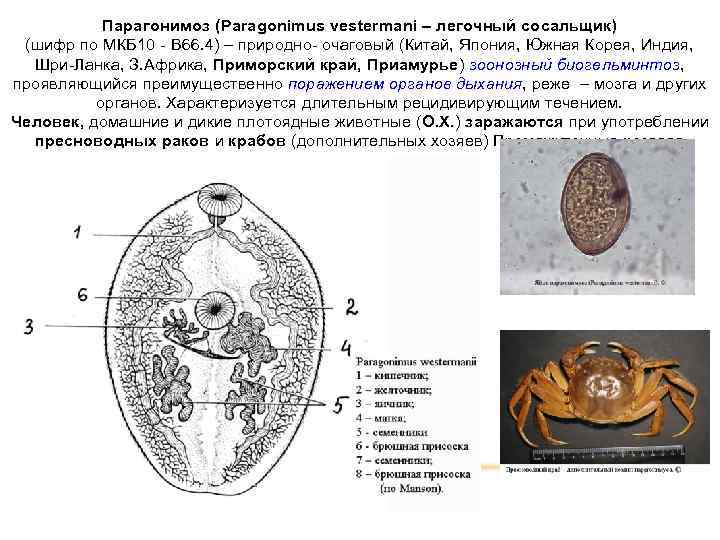 Легочный сосальщик схема