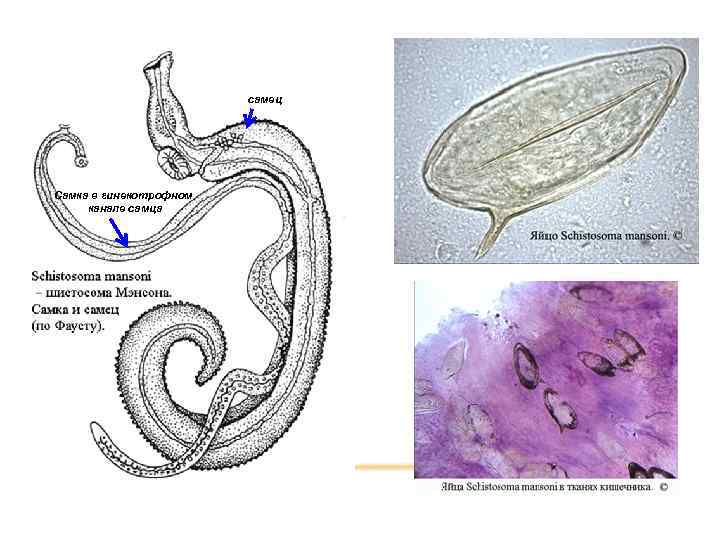 самец Самка в гинекотрофном канале самца 
