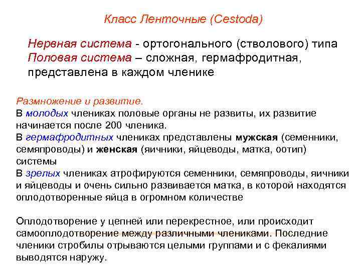 Класс Ленточные (Cestoda) Нервная система - ортогонального (стволового) типа Половая система – сложная, гермафродитная,