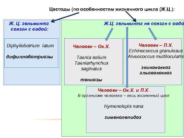 Цестоды (по особенностям жизненного цикла (Ж. Ц. ): Ж. Ц. гельминта связан с водой: