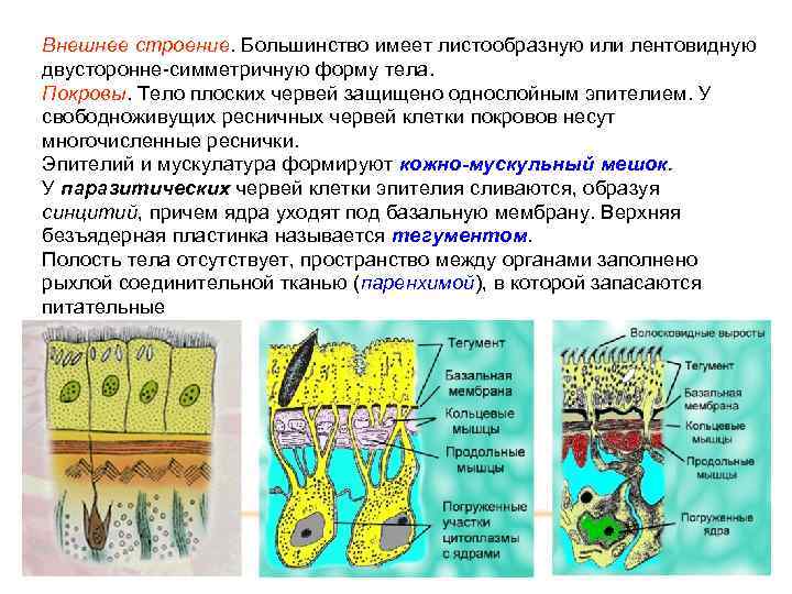 Внешнее строение. Большинство имеет листообразную или лентовидную двусторонне-симметричную форму тела. Покровы. Тело плоских червей