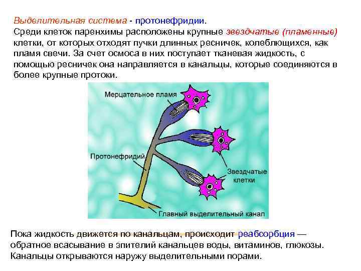 Органы выделения протонефридии непереваренные остатки