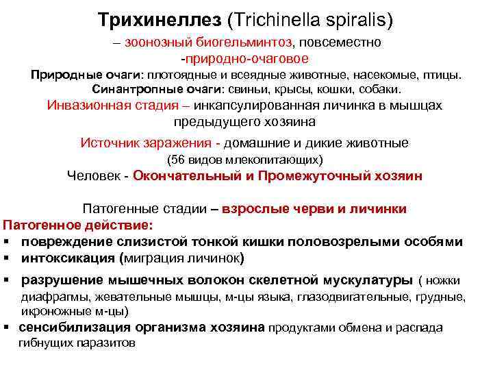 Трихинеллез (Trichinella spiralis) – зоонозный биогельминтоз, повсеместно -природно-очаговое Природные очаги: плотоядные и всеядные животные,
