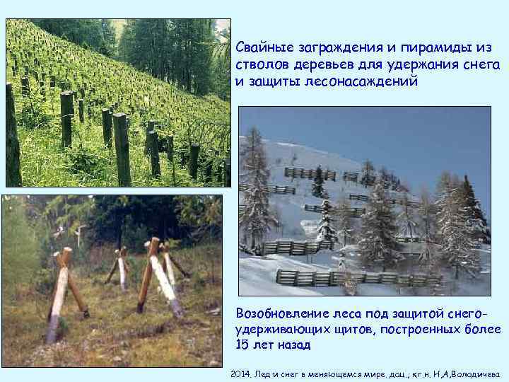 Свайные заграждения и пирамиды из стволов деревьев для удержания снега и защиты лесонасаждений Возобновление