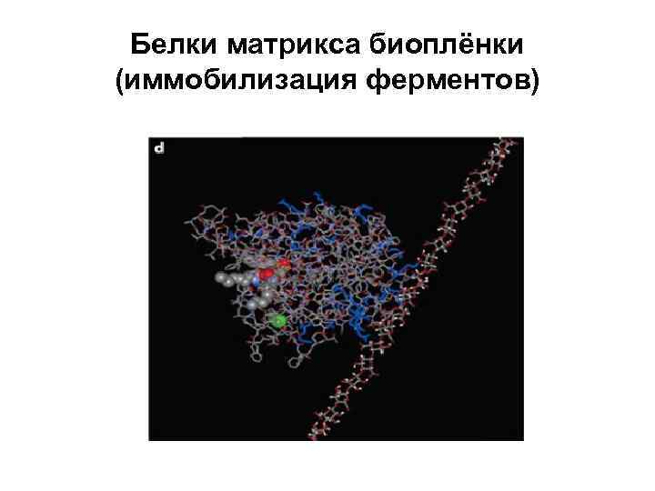 Белки матрикса биоплёнки (иммобилизация ферментов) 