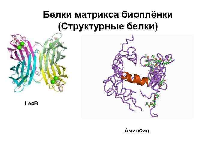 Белки матрикса биоплёнки (Структурные белки) Lec. B Амилоид 