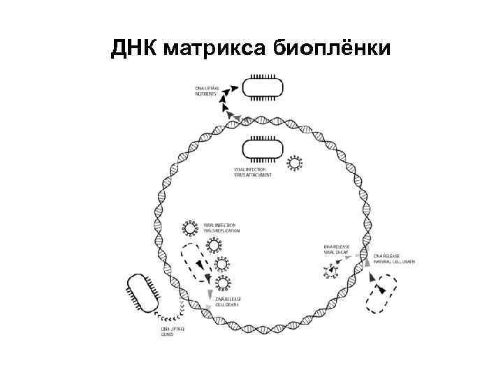 ДНК матрикса биоплёнки 