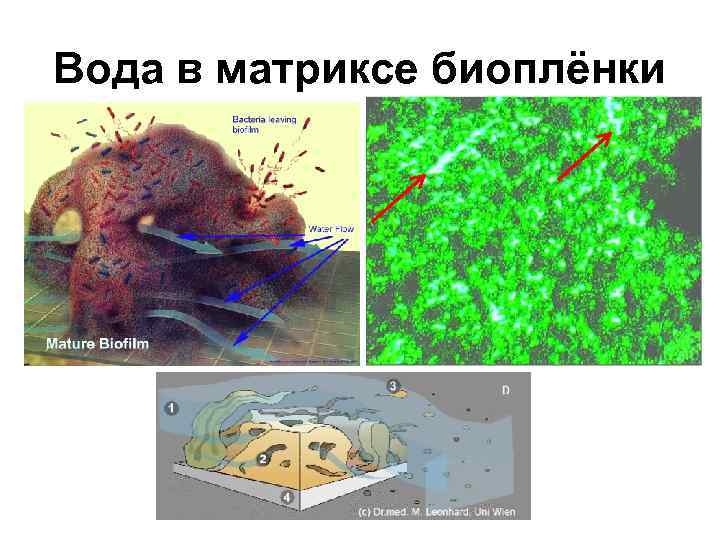 Вода в матриксе биоплёнки 