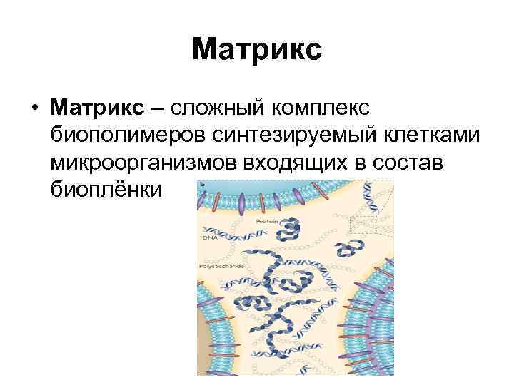 Матрикс • Матрикс – сложный комплекс биополимеров синтезируемый клетками микроорганизмов входящих в состав биоплёнки