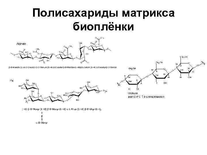 Полисахариды матрикса биоплёнки 