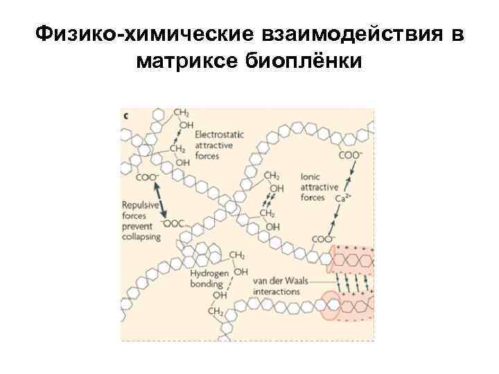 Физико-химические взаимодействия в матриксе биоплёнки 