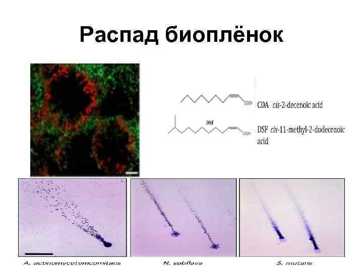 Распад биоплёнок 