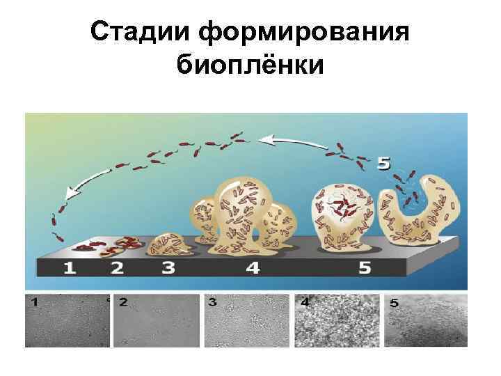 Стадии формирования биоплёнки 