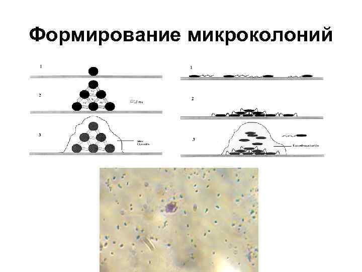 Формирование микроколоний 