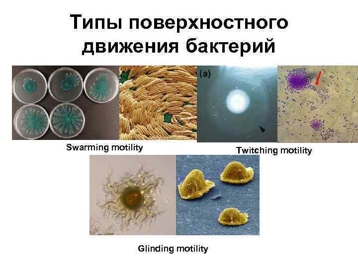 Типы поверхностного движения бактерий Swarming motility Glinding motility Twitching motility 