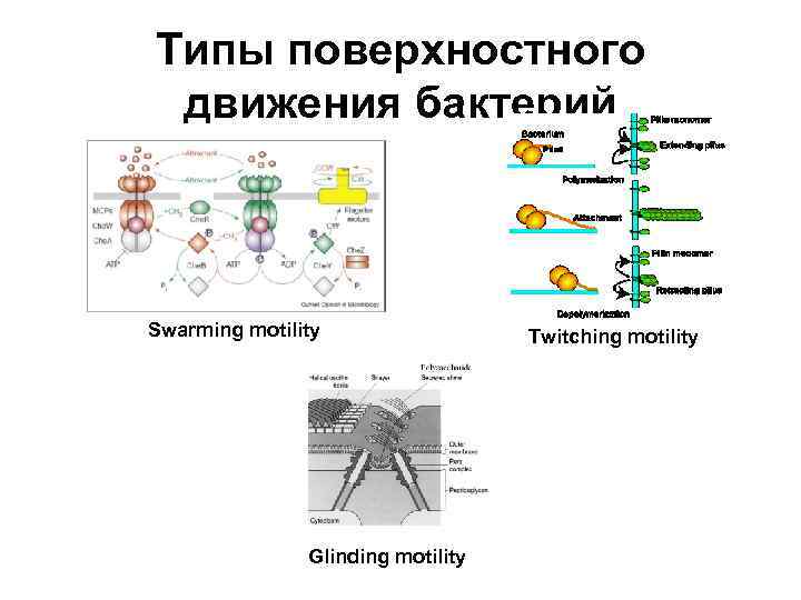 Типы поверхностного движения бактерий Swarming motility Glinding motility Twitching motility 
