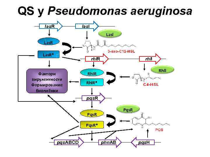 QS у Pseudomonas aeruginosa las. R las. I Lasl Las. R* rhl. R Фактори
