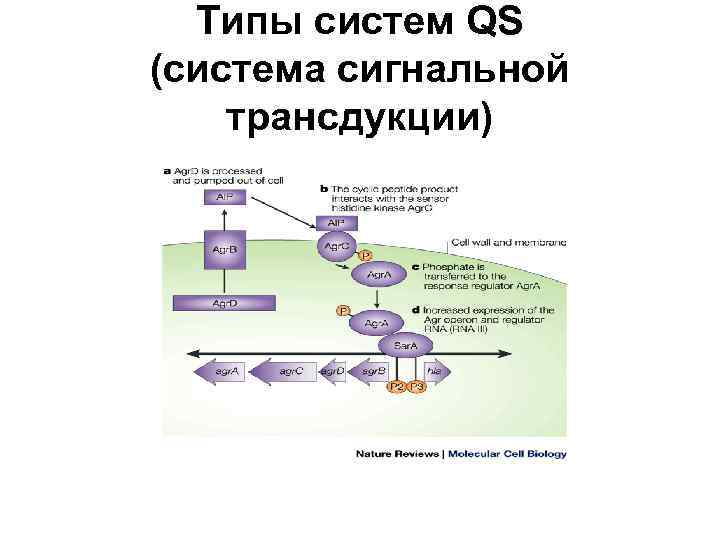 Типы систем QS (система cигнальной трансдукции) 