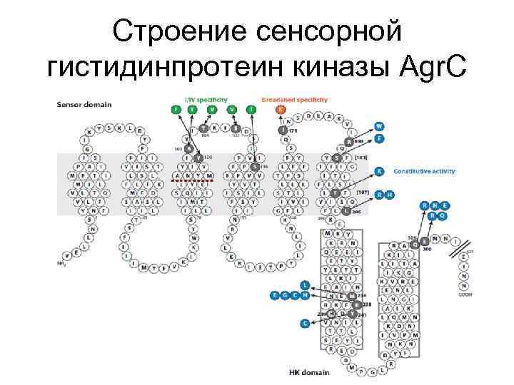 Строение сенсорной гистидинпротеин киназы Agr. C 