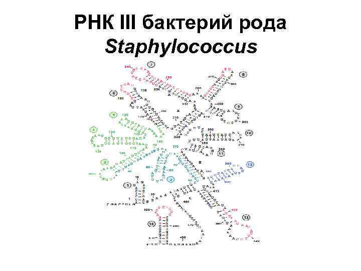 РНК ІІІ бактерий рода Staphylococcus 