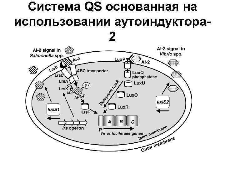 Система QS основанная на использовании аутоиндуктора 2 