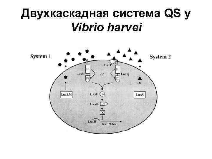 Двухкаскадная система QS у Vibrio harvei 