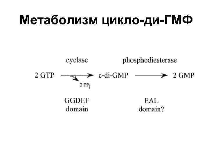 Метаболизм цикло-ди-ГМФ 