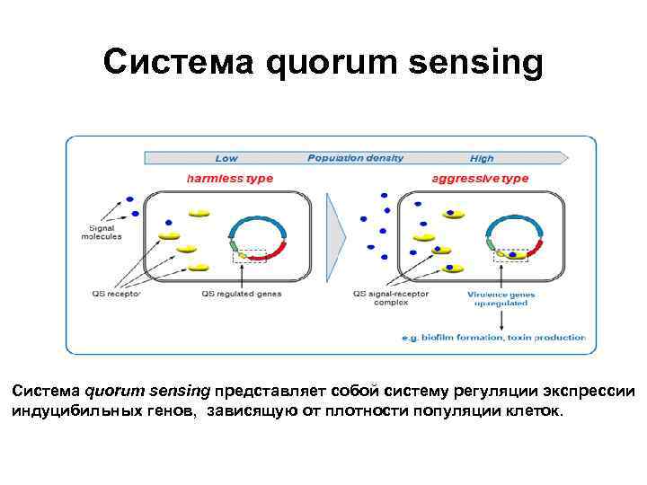 Система quorum sensing представляет собой систему регуляции экспрессии индуцибильных генов, зависящую от плотности популяции