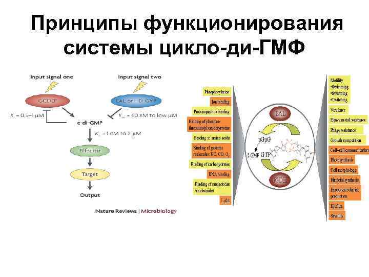Принципы функционирования системы цикло-ди-ГМФ 