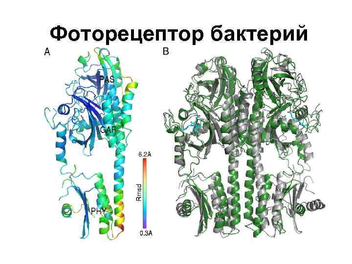 Фоторецептор бактерий 