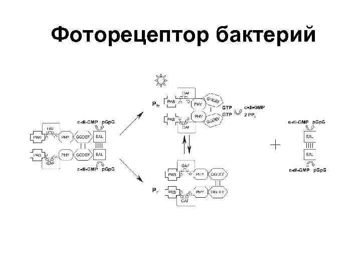 Фоторецептор бактерий 