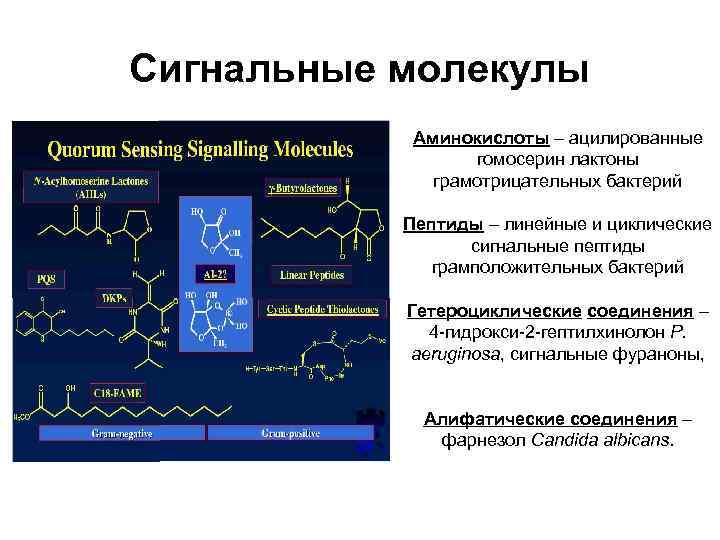 Циклические пептиды