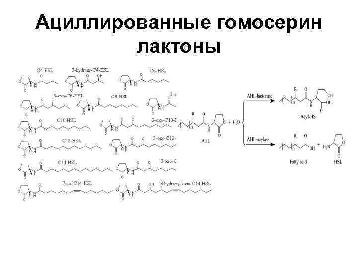 Ациллированные гомосерин лактоны 