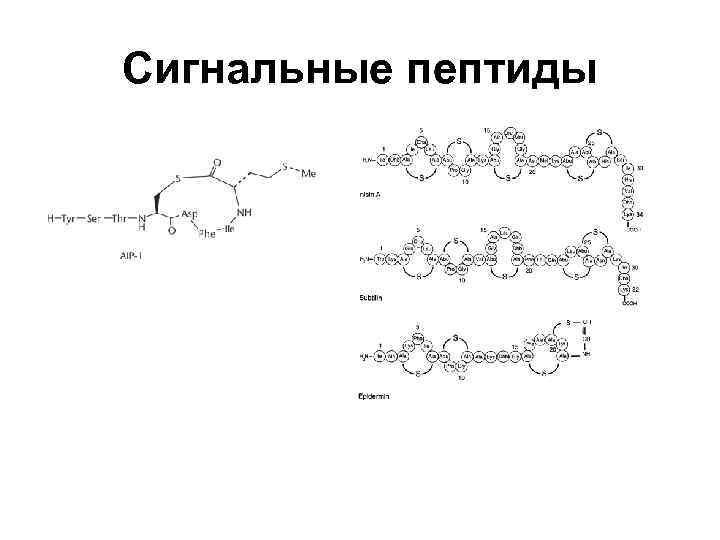 С пептид что показывает