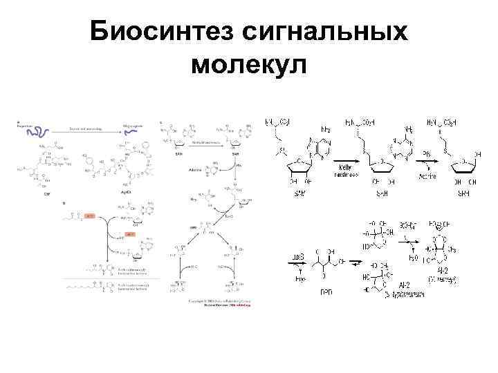 Биосинтез сигнальных молекул 