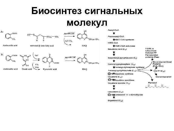 Биосинтез сигнальных молекул 