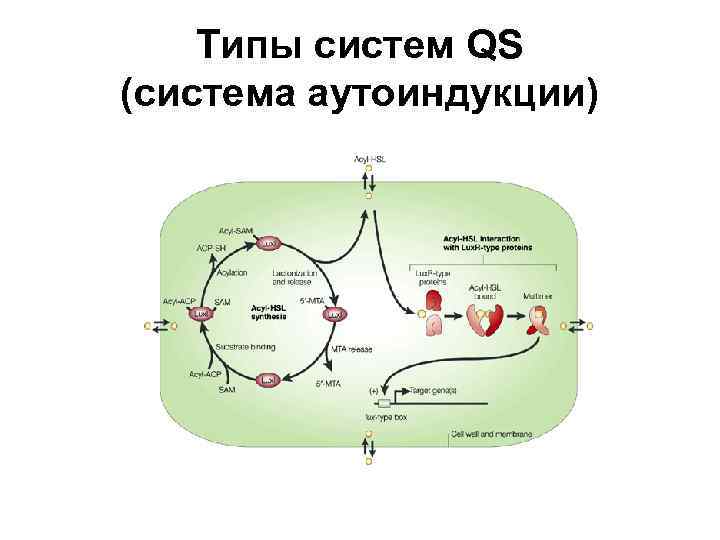 Типы систем QS (система аутоиндукции) 