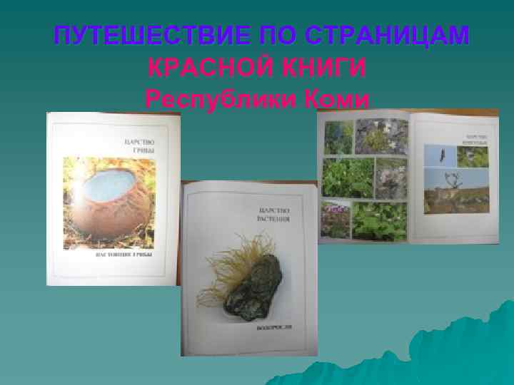 ПУТЕШЕСТВИЕ ПО СТРАНИЦАМ КРАСНОЙ КНИГИ Республики Коми 