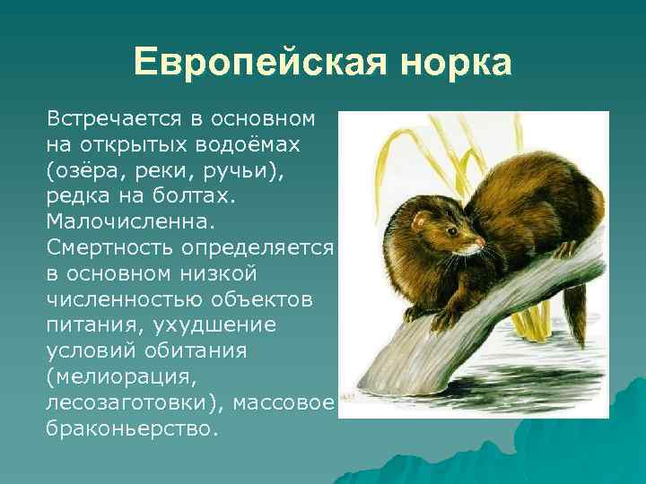 Европейская норка Встречается в основном на открытых водоёмах (озёра, реки, ручьи), редка на болтах.