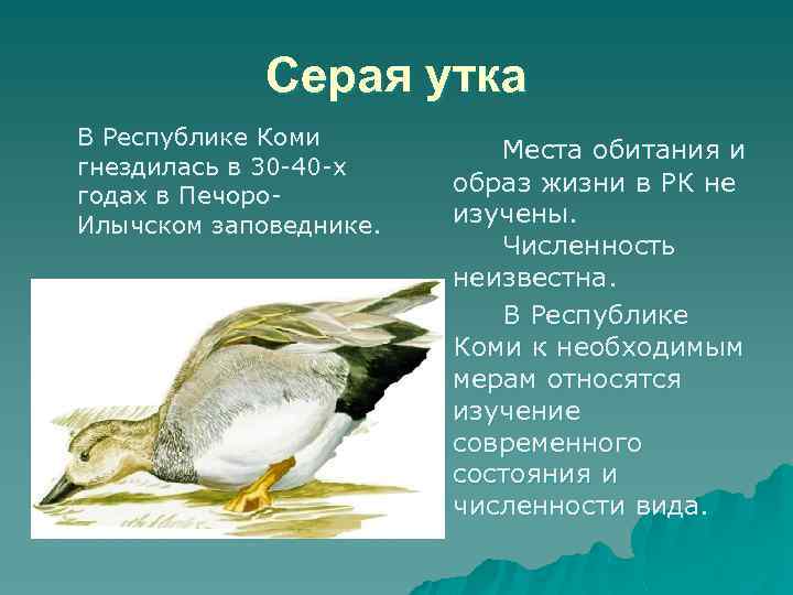 Серая утка В Республике Коми гнездилась в 30 -40 -х годах в Печоро. Илычском