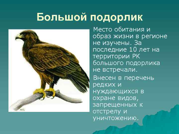 Большой подорлик Место обитания и образ жизни в регионе не изучены. За последние 10