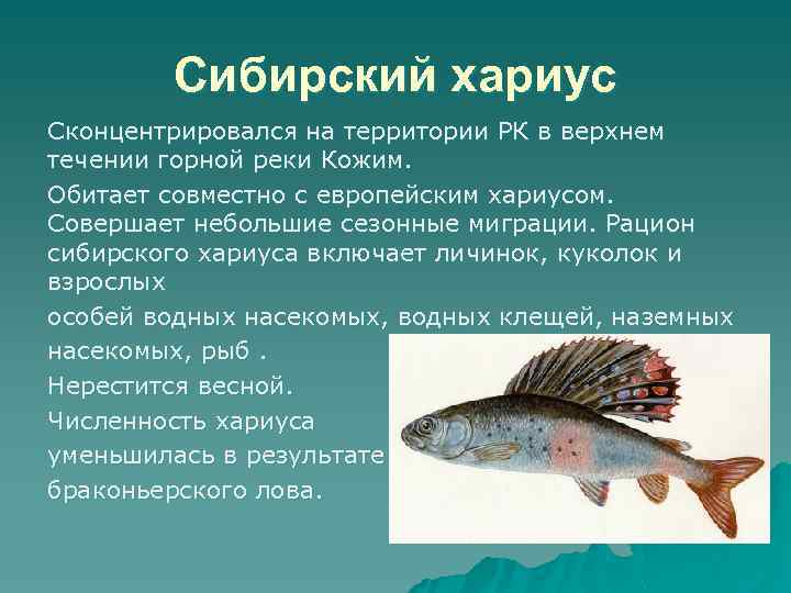 Сибирский хариус Сконцентрировался на территории РК в верхнем течении горной реки Кожим. Обитает совместно