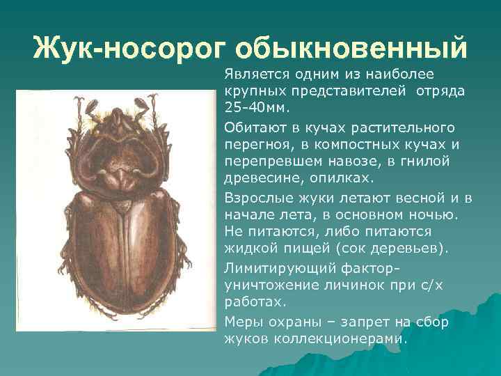 Жук-носорог обыкновенный Является одним из наиболее крупных представителей отряда 25 -40 мм. Обитают в