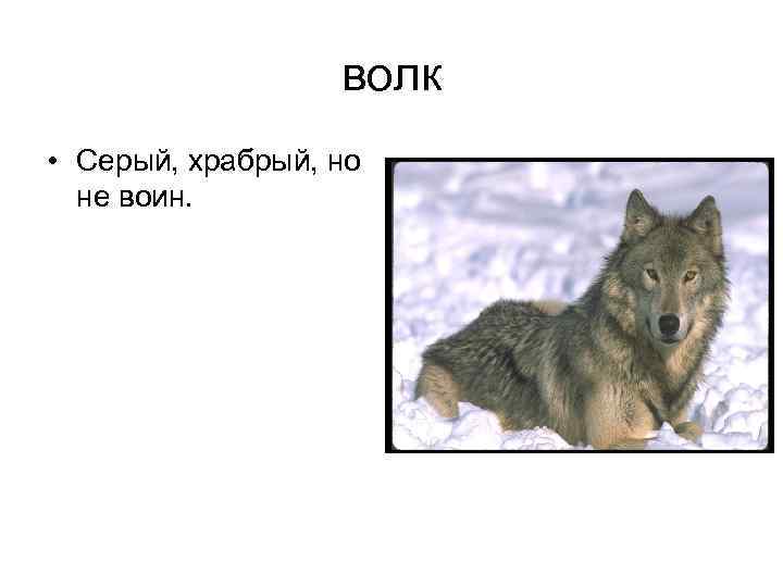 волк • Серый, храбрый, но не воин. 